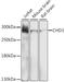 Chromodomain Helicase DNA Binding Protein 3 antibody, A03200-1, Boster Biological Technology, Western Blot image 