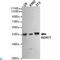 WD Repeat Domain 77 antibody, LS-C813151, Lifespan Biosciences, Western Blot image 