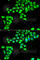 Claudin 2 antibody, A6560, ABclonal Technology, Immunofluorescence image 