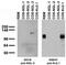Leucine Rich Repeat Containing 4B antibody, 73-085, Antibodies Incorporated, Western Blot image 