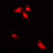 G3BP Stress Granule Assembly Factor 1 antibody, LS-C353234, Lifespan Biosciences, Immunofluorescence image 