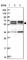 Coiled-Coil Domain Containing 9B antibody, HPA041834, Atlas Antibodies, Western Blot image 