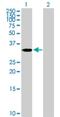 Ankyrin Repeat And SOCS Box Containing 4 antibody, H00051666-B01P, Novus Biologicals, Western Blot image 