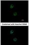 POZ/BTB And AT Hook Containing Zinc Finger 1 antibody, PA5-30478, Invitrogen Antibodies, Immunofluorescence image 