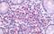 Adhesion G Protein-Coupled Receptor E5 antibody, GTX70829, GeneTex, Immunohistochemistry paraffin image 