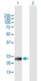 PHD Finger Protein 19 antibody, H00026147-B01P, Novus Biologicals, Western Blot image 