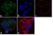 WT1 Transcription Factor antibody, PA5-16879, Invitrogen Antibodies, Immunofluorescence image 