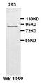 TLE Family Member 4, Transcriptional Corepressor antibody, orb77382, Biorbyt, Western Blot image 