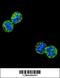 NFKB Inhibitor Like 1 antibody, 55-337, ProSci, Immunofluorescence image 
