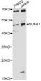 Sulfatase Modifying Factor 1 antibody, LS-C749308, Lifespan Biosciences, Western Blot image 