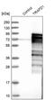 TRAF-Type Zinc Finger Domain Containing 1 antibody, PA5-58721, Invitrogen Antibodies, Western Blot image 