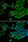 Protein Tyrosine Phosphatase Non-Receptor Type 2 antibody, A1808, ABclonal Technology, Immunofluorescence image 
