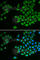 MPTP antibody, A1808, ABclonal Technology, Immunofluorescence image 