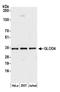 Glyoxalase Domain Containing 4 antibody, A305-663A-M, Bethyl Labs, Western Blot image 