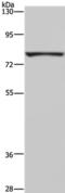 FAST Kinase Domains 3 antibody, PA5-50415, Invitrogen Antibodies, Western Blot image 