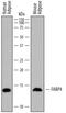 Fatty Acid Binding Protein 4 antibody, MAB3150, R&D Systems, Western Blot image 