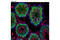 Piwi Like RNA-Mediated Gene Silencing 1 antibody, 6915S, Cell Signaling Technology, Immunofluorescence image 