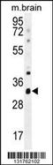 Cytochrome C1 antibody, 55-969, ProSci, Western Blot image 