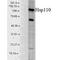 Heat Shock Protein Family H (Hsp110) Member 1 antibody, PA5-77793, Invitrogen Antibodies, Western Blot image 