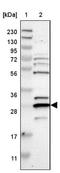 Protein canopy homolog 4 antibody, NBP1-81086, Novus Biologicals, Western Blot image 