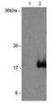 Interleukin 17F antibody, 14-7479-82, Invitrogen Antibodies, Western Blot image 