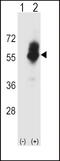 Solute Carrier Family 7 Member 1 antibody, 58-340, ProSci, Western Blot image 