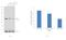 Calcium release-activated calcium channel protein 1 antibody, MA5-15776, Invitrogen Antibodies, Western Blot image 