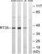 Mitochondrial Ribosomal Protein S35 antibody, PA5-38952, Invitrogen Antibodies, Western Blot image 