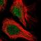 Centromere Protein Q antibody, HPA054965, Atlas Antibodies, Immunofluorescence image 