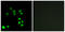 Exonuclease 1 antibody, LS-C119550, Lifespan Biosciences, Immunofluorescence image 