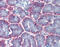 Inosine Monophosphate Dehydrogenase 1 antibody, 26-855, ProSci, Immunohistochemistry paraffin image 