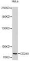 CD248 Molecule antibody, LS-C747789, Lifespan Biosciences, Western Blot image 