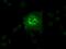 Solute Carrier Family 2 Member 6 antibody, GTX83624, GeneTex, Immunofluorescence image 