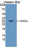 TNF Superfamily Member 9 antibody, LS-C373208, Lifespan Biosciences, Western Blot image 