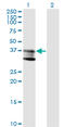 aSMase antibody, LS-C198226, Lifespan Biosciences, Western Blot image 