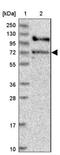 G Protein Signaling Modulator 1 antibody, NBP1-91968, Novus Biologicals, Western Blot image 