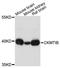 Creatine Kinase, Mitochondrial 1B antibody, A3046, ABclonal Technology, Western Blot image 