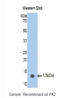 Prokineticin 2 antibody, LS-C296044, Lifespan Biosciences, Western Blot image 