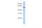 Nuclear FMR1 Interacting Protein 1 antibody, A10137, Boster Biological Technology, Western Blot image 