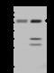 Uridine-Cytidine Kinase 1 Like 1 antibody, 203478-T46, Sino Biological, Western Blot image 