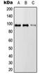 RAS P21 Protein Activator 3 antibody, orb215057, Biorbyt, Western Blot image 