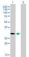 Cyclin Dependent Kinase 1 antibody, LS-C133063, Lifespan Biosciences, Western Blot image 
