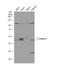 Mjd antibody, NBP1-32083, Novus Biologicals, Western Blot image 