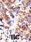 Ubiquilin 2 antibody, abx031564, Abbexa, Western Blot image 