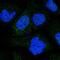 CO9A2 antibody, HPA056316, Atlas Antibodies, Immunofluorescence image 