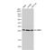 Eukaryotic Translation Initiation Factor 6 antibody, NBP2-16975, Novus Biologicals, Western Blot image 