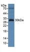 Torsin Family 3 Member A antibody, LS-C296725, Lifespan Biosciences, Western Blot image 