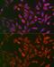 TNF Receptor Superfamily Member 1A antibody, GTX33550, GeneTex, Immunofluorescence image 