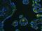 Integrin Subunit Beta 4 antibody, LS-C313400, Lifespan Biosciences, Immunofluorescence image 