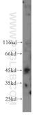 Zinc Finger Protein 174 antibody, 18157-1-AP, Proteintech Group, Western Blot image 